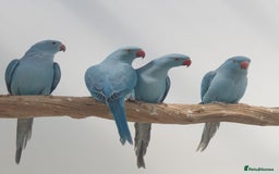 Ringnecks birds for sale: Indian Ringneck Ring neck parakeets  - Image 9