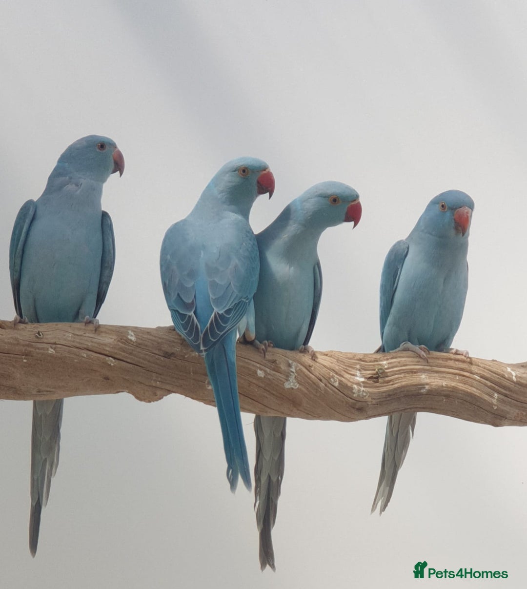 Ringnecks birds for sale: Indian Ringneck Ring neck parakeets  - Image 9
