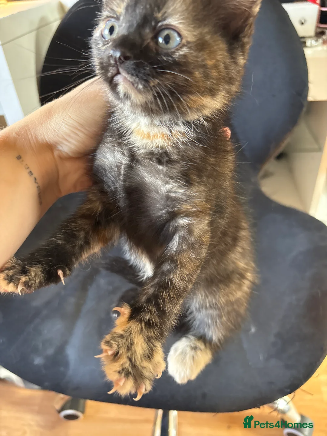 Mixed Breed cats for sale: 3 female kittens - Advert 2