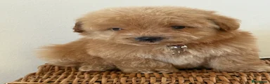 Cavapoo 7