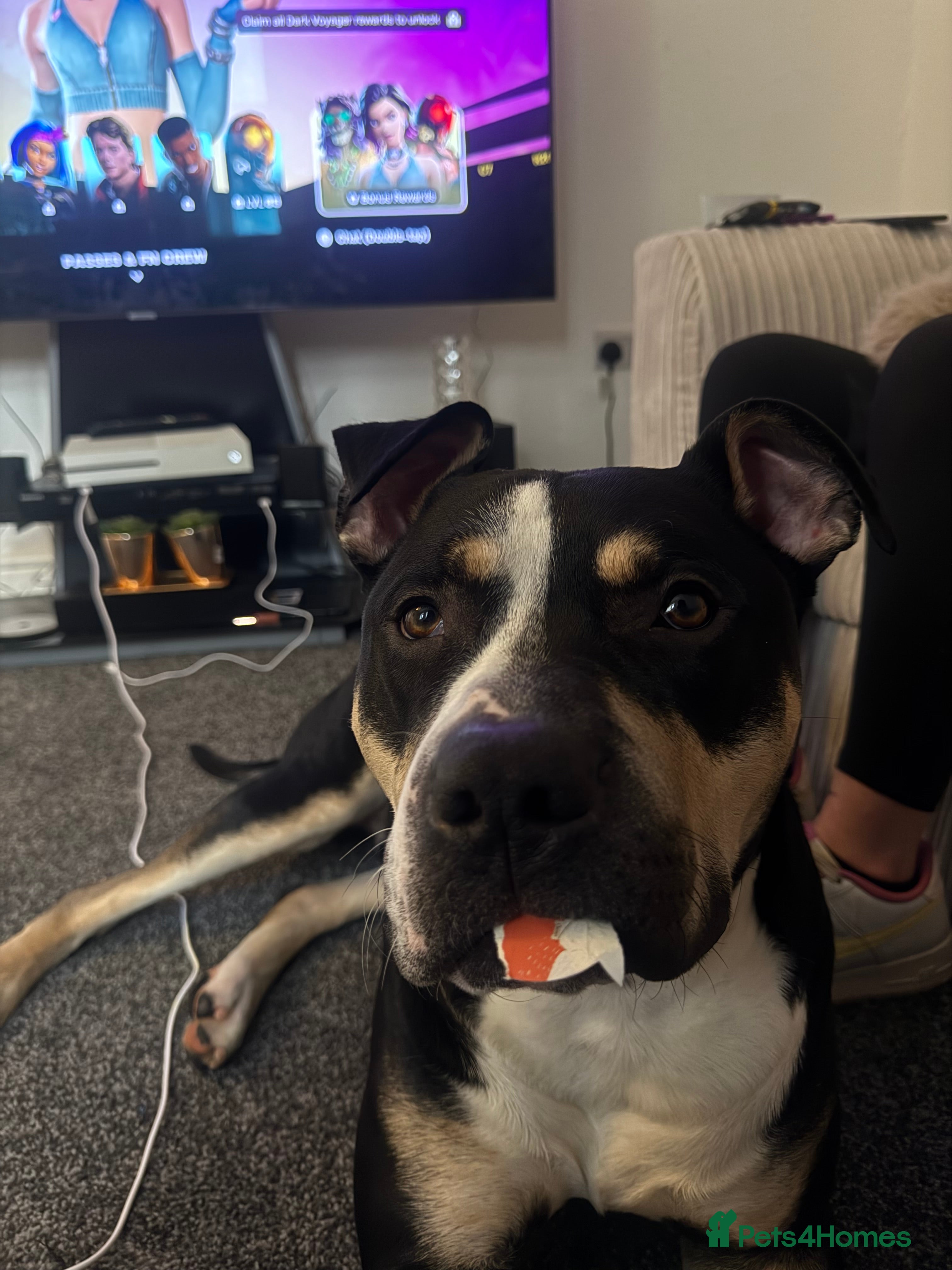 Mixed Breed dogs Beautiful boy needing new home asap - Advert 3