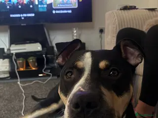 Mixed Breed dogs Beautiful boy needing new home asap - Advert 3