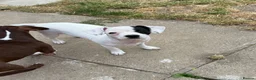Mixed Breed dogs for sale: 19week old mixed breed  - Advert 17