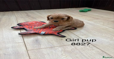 Cavapoo dogs Stunning litter of F1 Cavapoo pups - Advert 16