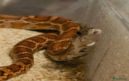 Corn Snake reptiles for sale: Male Normal het scaleless corn snake - Image 5