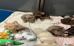 French Bulldog dogs for sale: QUALITY FLUFFY FRENCH BULLDOG PUPPIES - Image 12