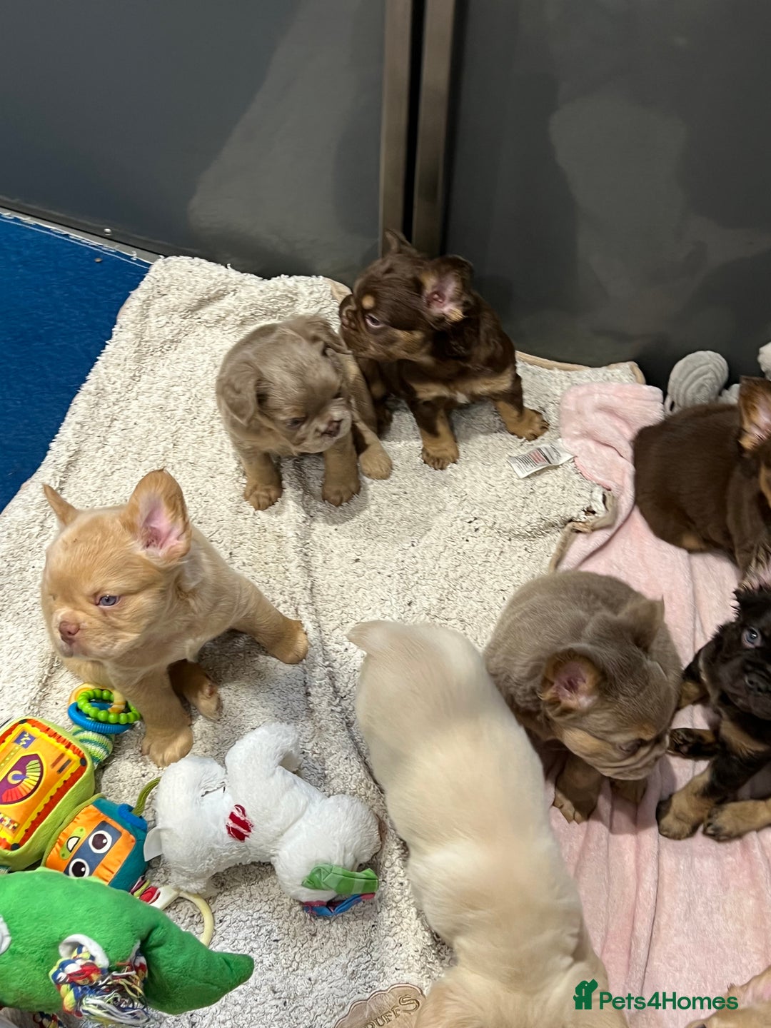 French Bulldog dogs for sale: QUALITY FLUFFY FRENCH BULLDOG PUPPIES - Image 12