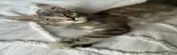 Maine Coon cats for sale: 🐾 Beautiful Maine Coon Kittens Forever Homes🐾 - Advert 13