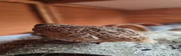 Quail poultry for sale: 6 female quails and hutch in Nottingham - Advert 5