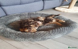Cockapoo dogs for sale: Brown merle cockapoo girl 1 year 7 months old - Image 8