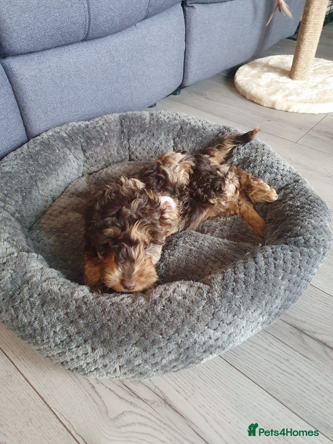 Cockapoo dogs for sale: Brown merle cockapoo girl 1 year 7 months old - Image 8