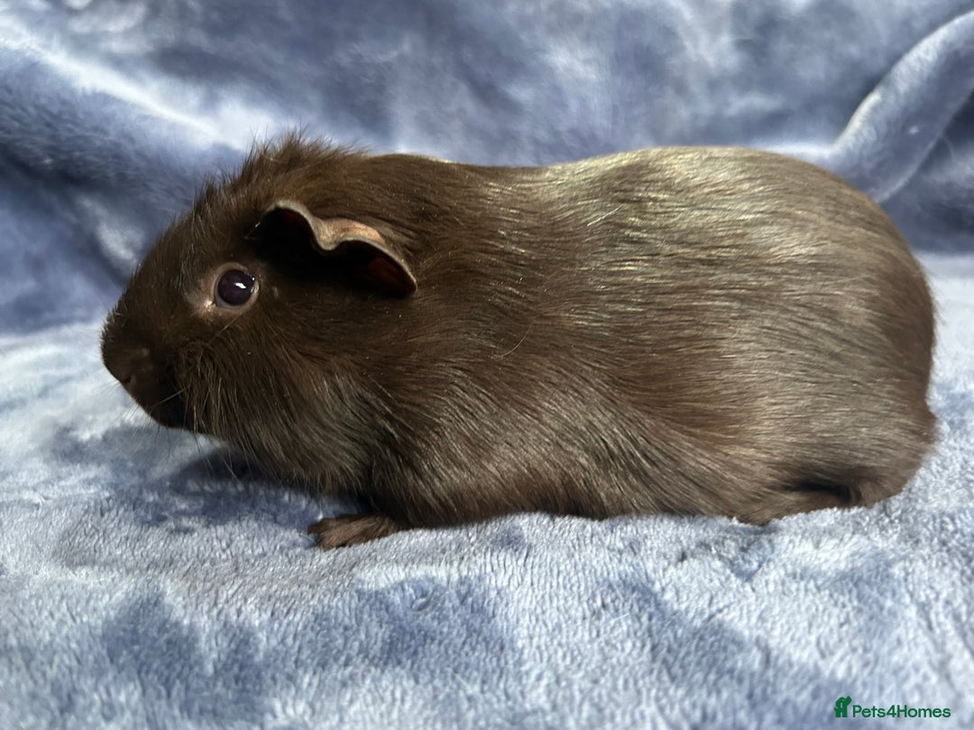 Guinea Pig rodents for sale: Dalmation baby Guinea pigs - Advert 8