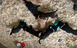 Mixed Breed dogs for sale:  8 Kelpie x labrador Puppies for sale  - Image 12