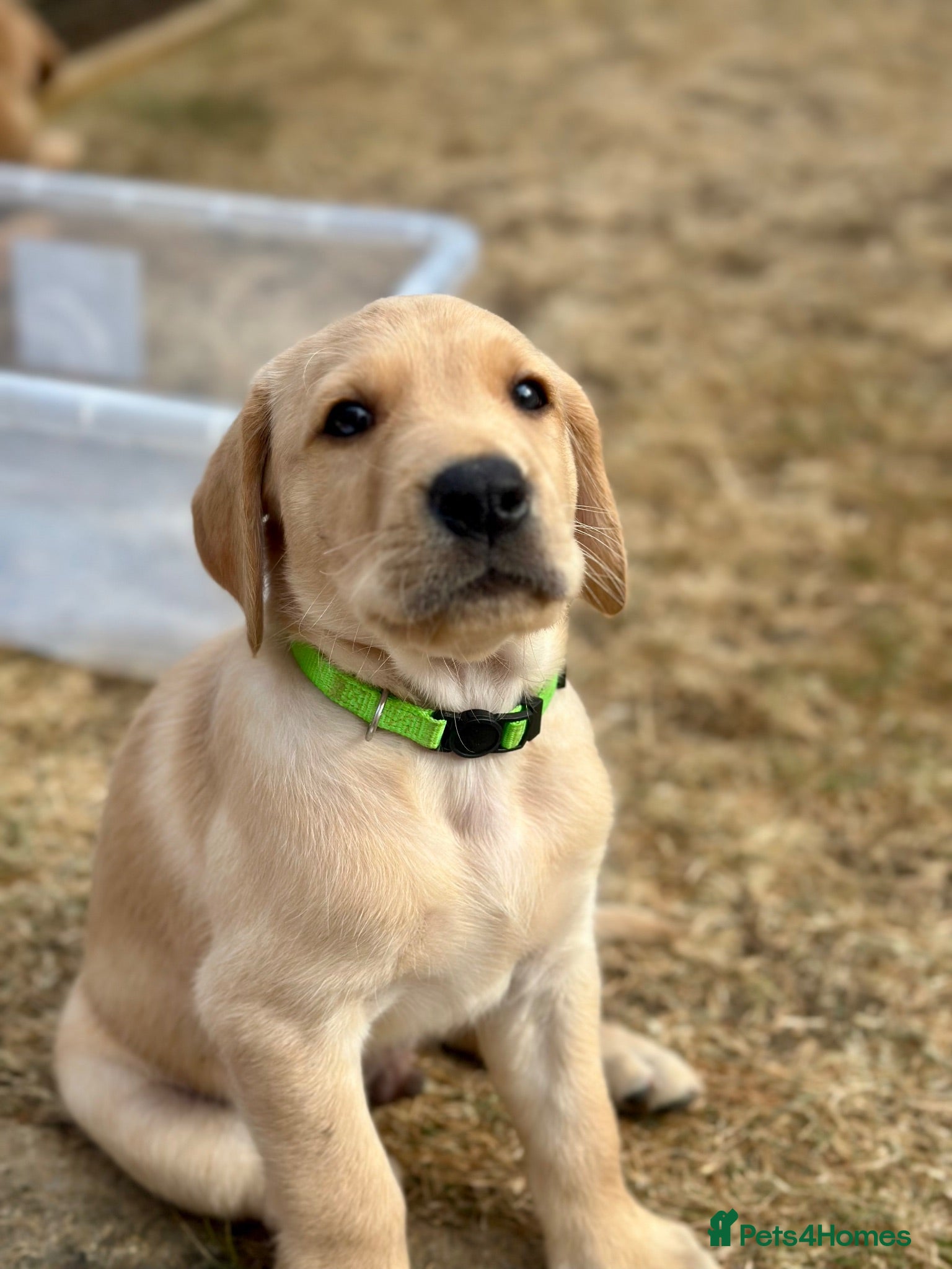 Goldador dogs **Stunning Goldador** puppies full health checks - Advert 2