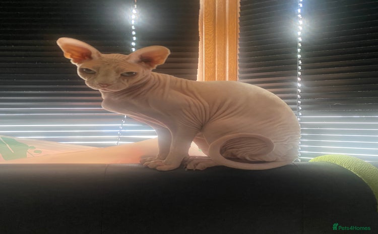 Sphynx cats - Advert 1