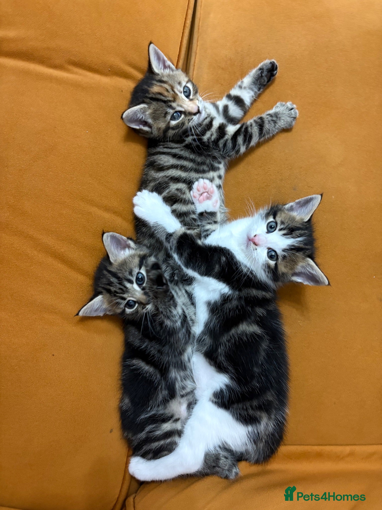 Mixed Breed cats 3 beautiful kittens  - Advert 1
