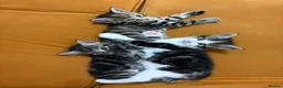 Mixed Breed cats for sale: 3 beautiful kittens  - Advert 1