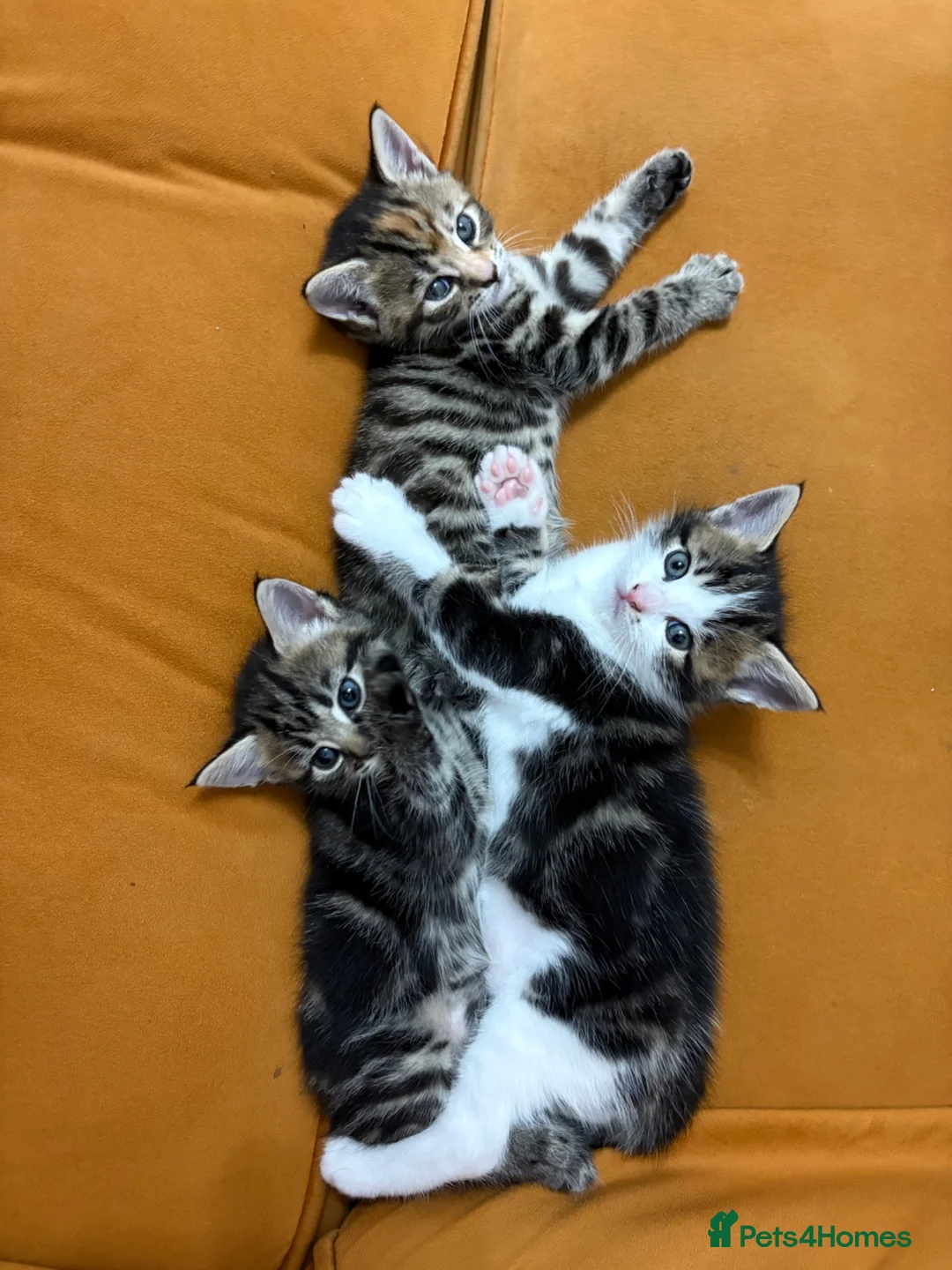 Mixed Breed cats for sale: 3 beautiful kittens  - Advert 1