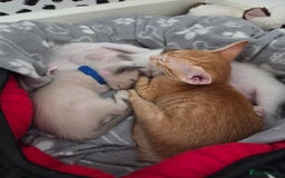 Oriental cats for sale: *1left*Beautiful GCCF registered Oriental kittens - Image 8