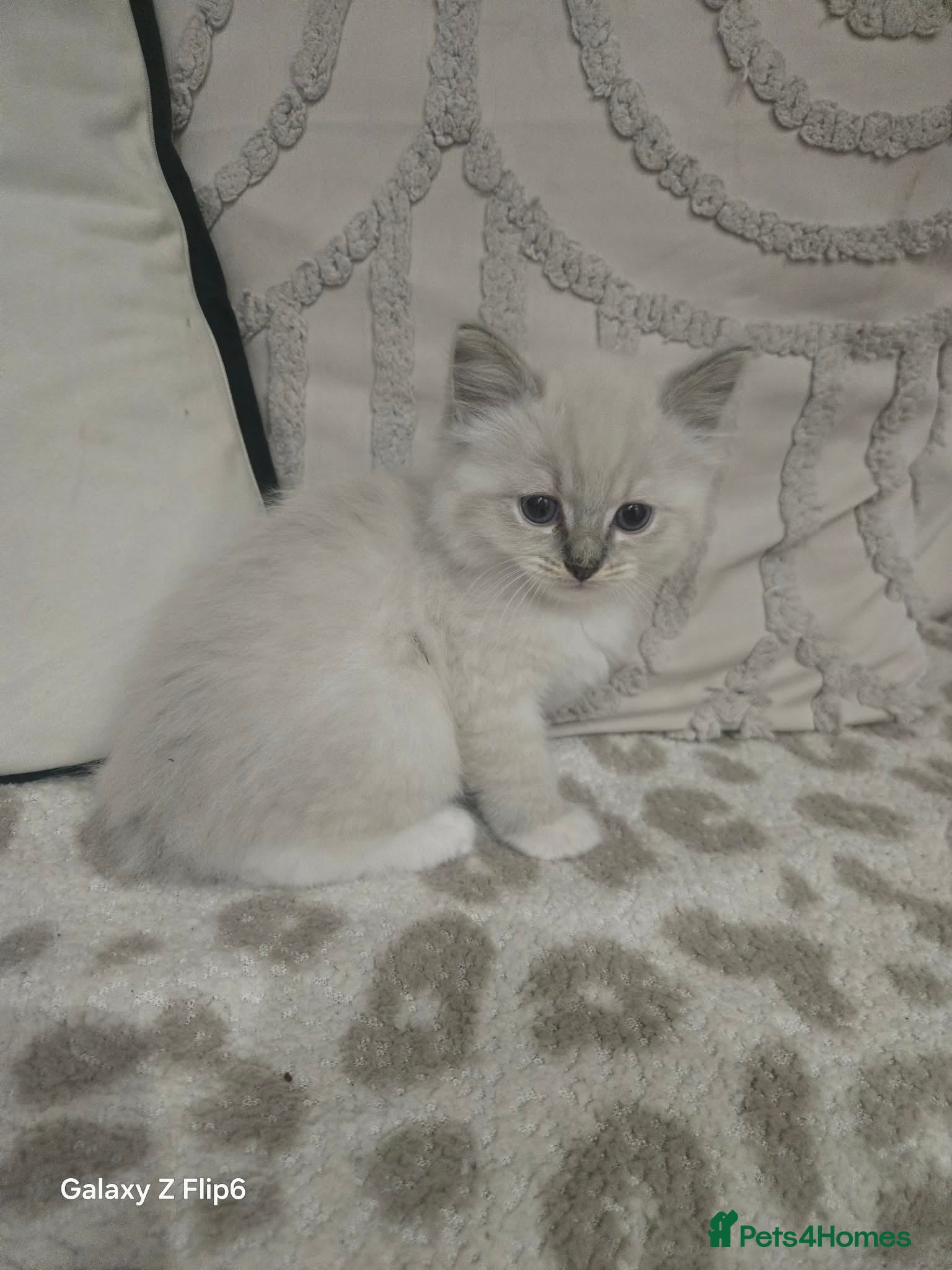 Ragdoll cats Beautiful pure breed ragdoll kittens  - Advert 1