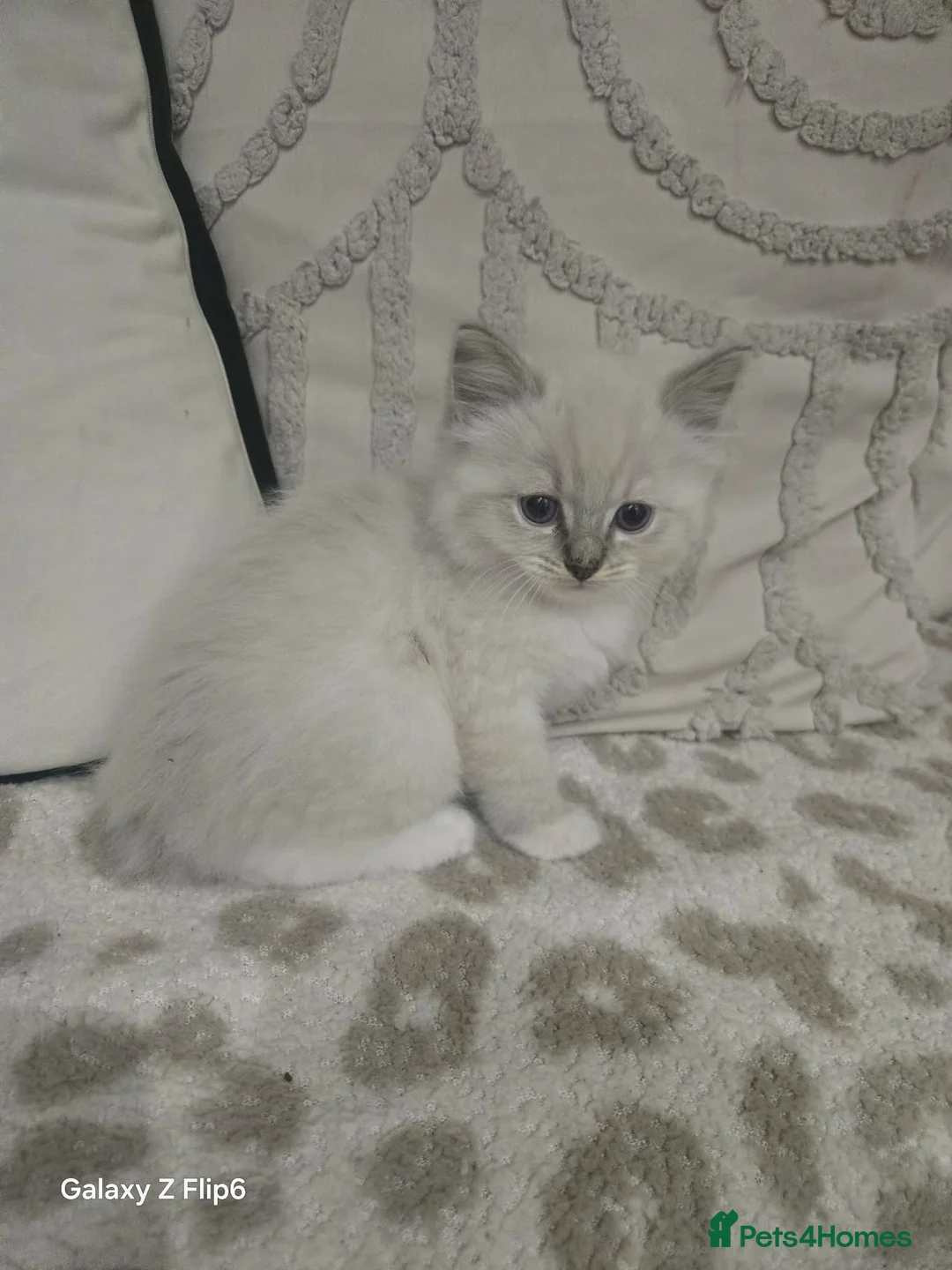 Ragdoll cats for sale: Beautiful pure breed ragdoll kittens  - Advert 1