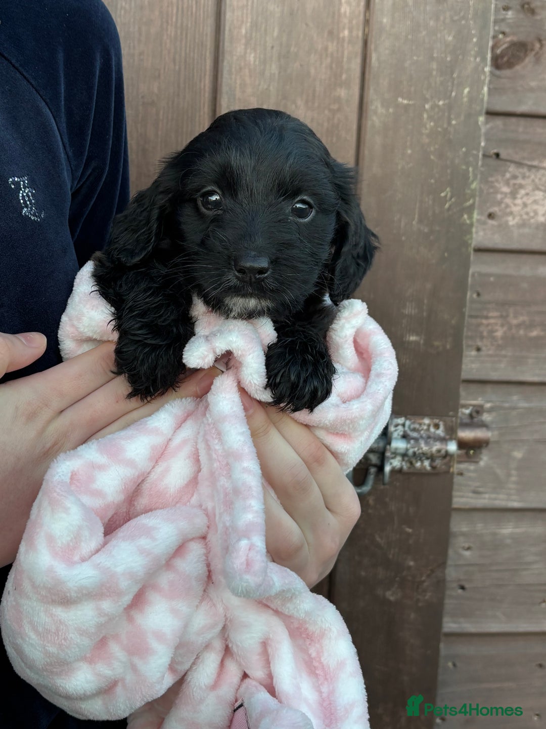 Cockapoo dogs for sale: 🎅Beautiful Cockapoo puppies🐶 - Advert 10