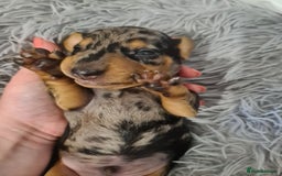 Dachshund dogs for sale: Beautiful Standard Dachshunds  - Image 6