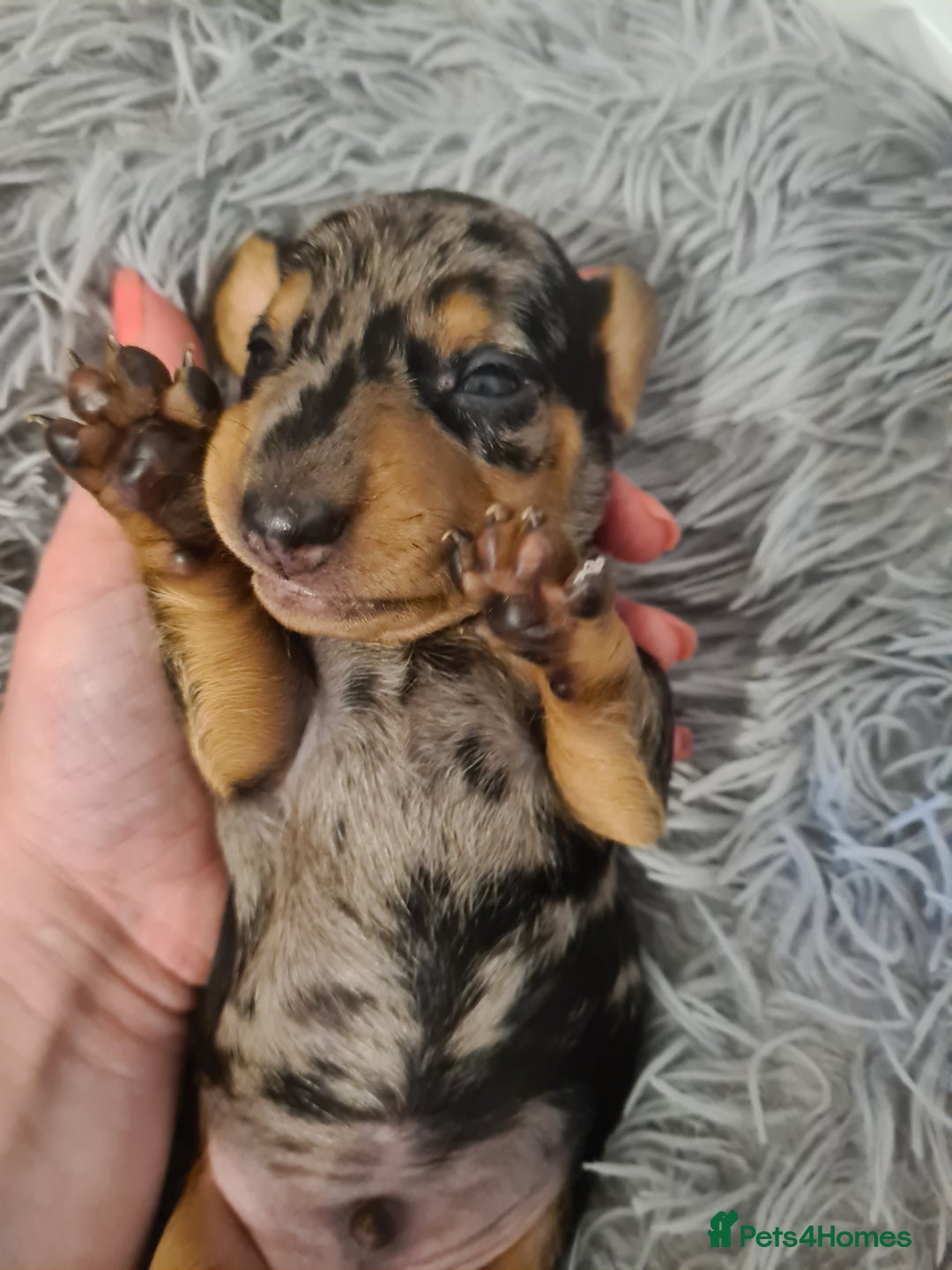 Dachshund dogs for sale: Beautiful Standard Dachshunds  - Image 6