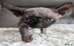 Sphynx cats for sale: Sphynx kittens - Image 26