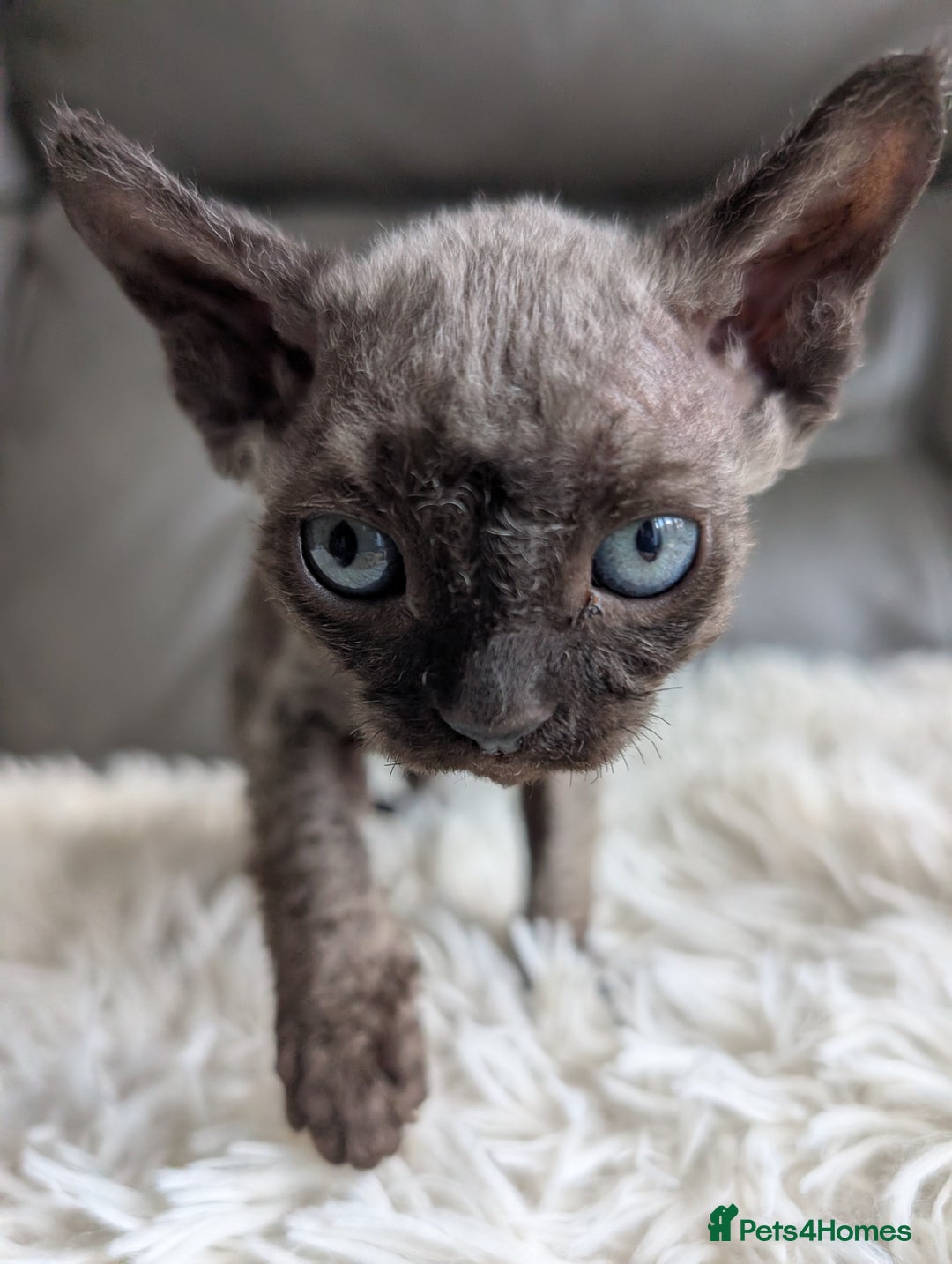 Sphynx cats for sale: Sphynx kittens - Image 26