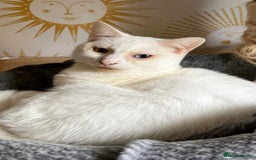 Domestic Shorthair cats for sale: Sweet Cat to Rehome (Read Description) - Image 5