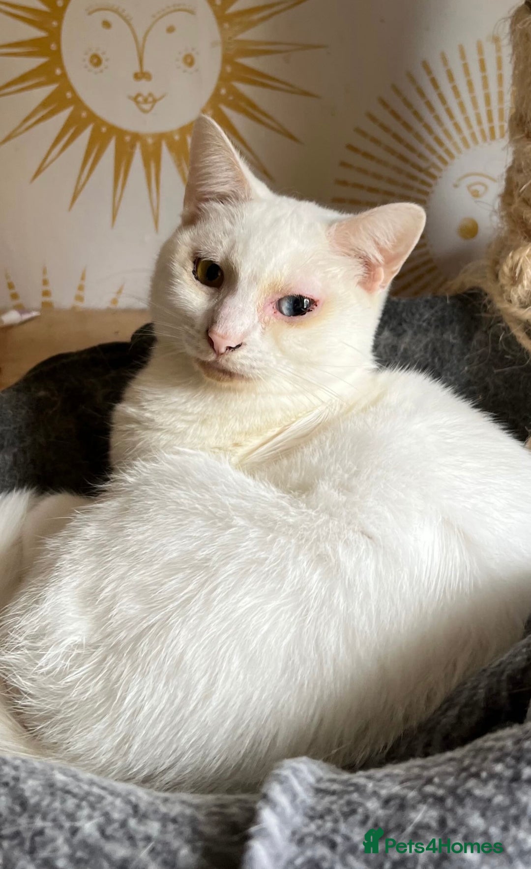 Domestic Shorthair cats for sale: Sweet Cat to Rehome (Read Description) - Image 5