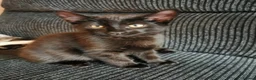 Mixed Breed cats for sale: 5 Beautiful Kittens need loving home - Advert 7
