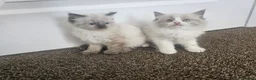Ragdoll cats for sale: READY NOW Adorable pure ragdoll kittens  in Huddersfield - Advert 8