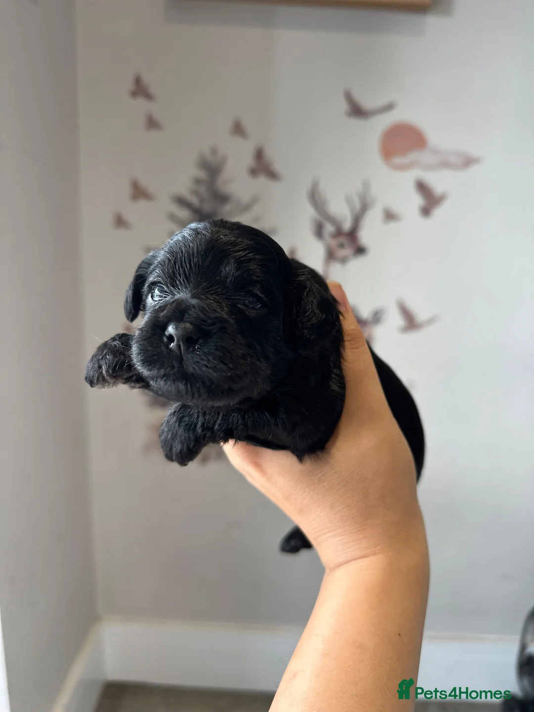 Cockapoo dogs for sale: Stunning F1 American Cockapoo HomeLicensed Breeder in Rickmansworth - Advert 2