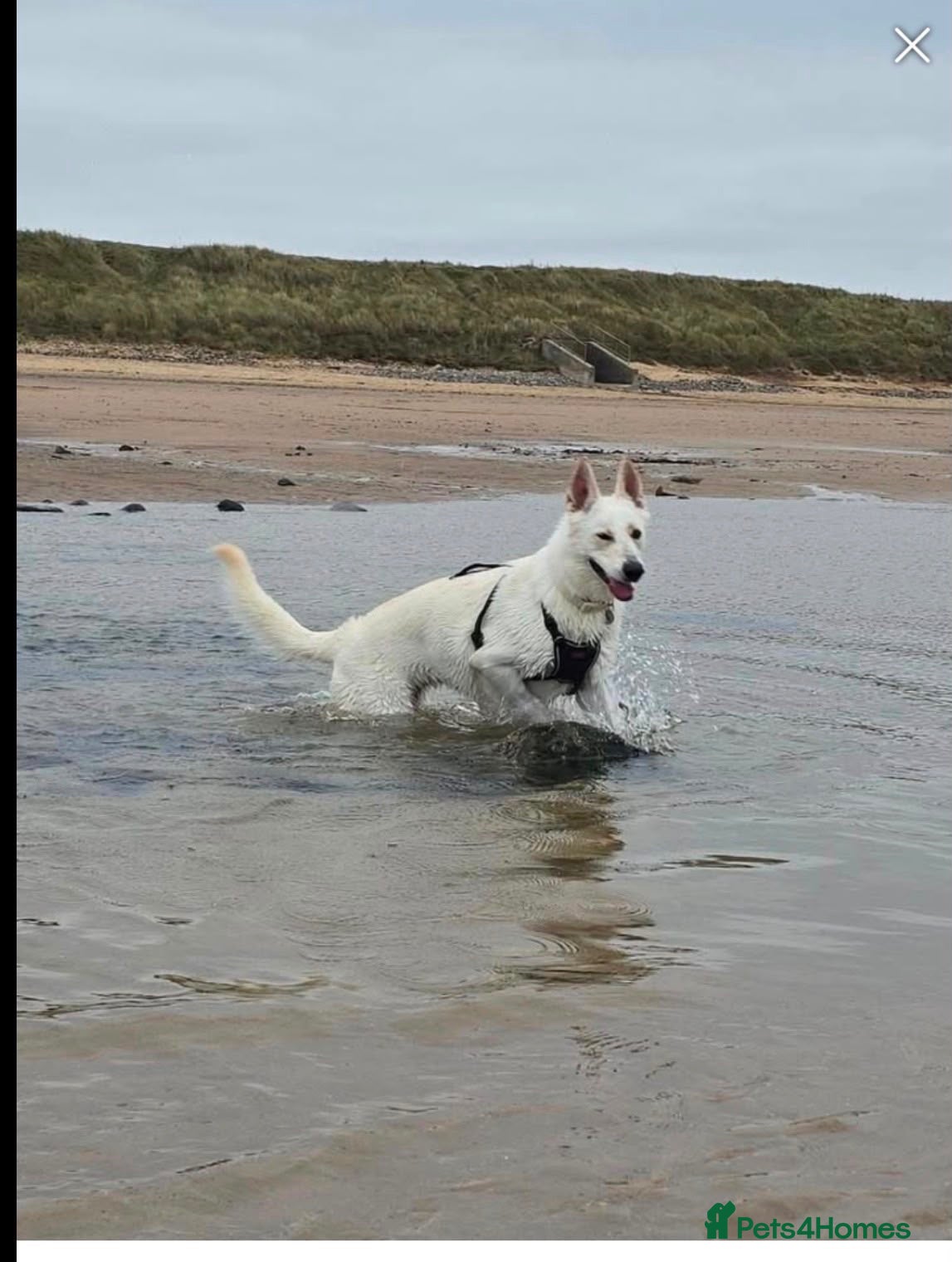 German Shepherd dogs 🚨URGENT🚨 ROXY🐾🩷 - Advert 2