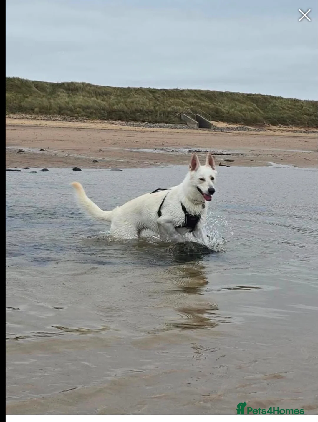 German Shepherd dogs for adoption: 🚨URGENT🚨 ROXY🐾🩷 in Hengoed - Advert 1