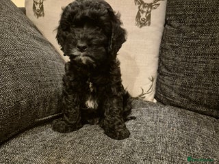 Cockapoo dogs - Advert 15