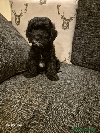 Cockapoo dogs - Advert 12