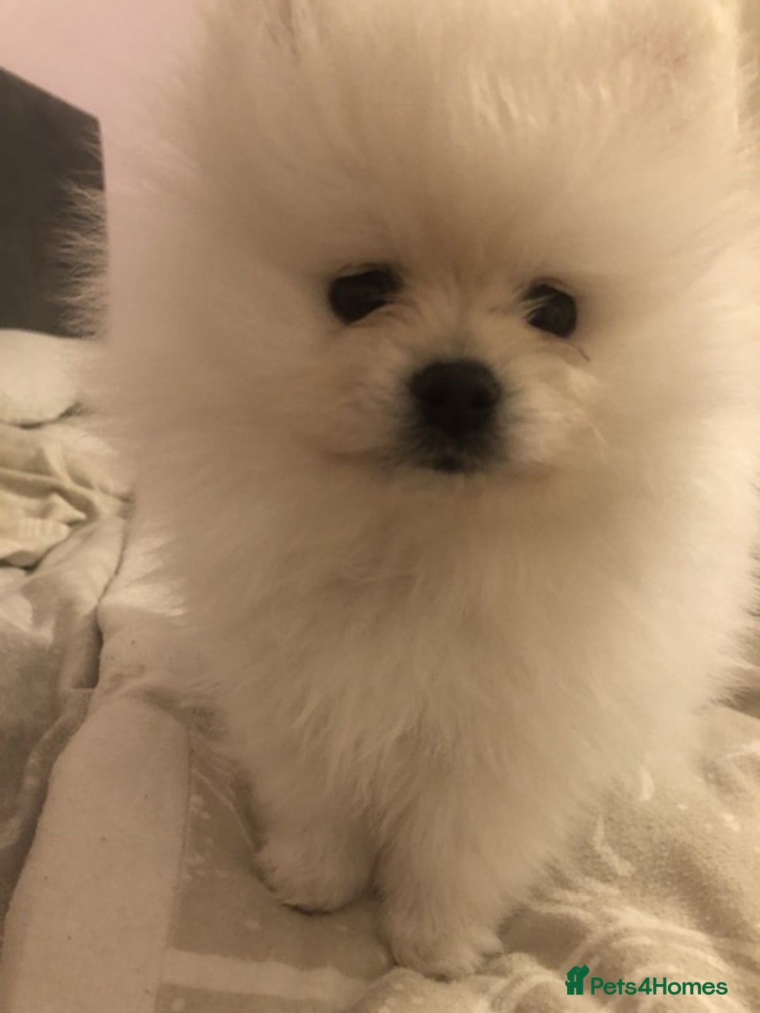 Pomeranian dogs for sale: Teddy Face , Pop Quality, Tiny BOY! - Advert 10