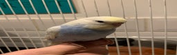 Budgerigars birds for sale: Hand reared hand tame baby budgies - Advert 16
