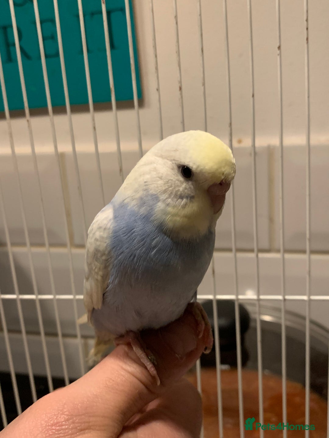 Budgerigars birds for sale: Hand reared hand tame baby budgies - Advert 16