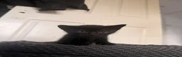 Domestic Shorthair cats for sale: 4 beautiful baby’s ready for there home - Advert 11