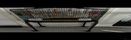 Budgerigars birds for sale: Pied budgie - Advert 4