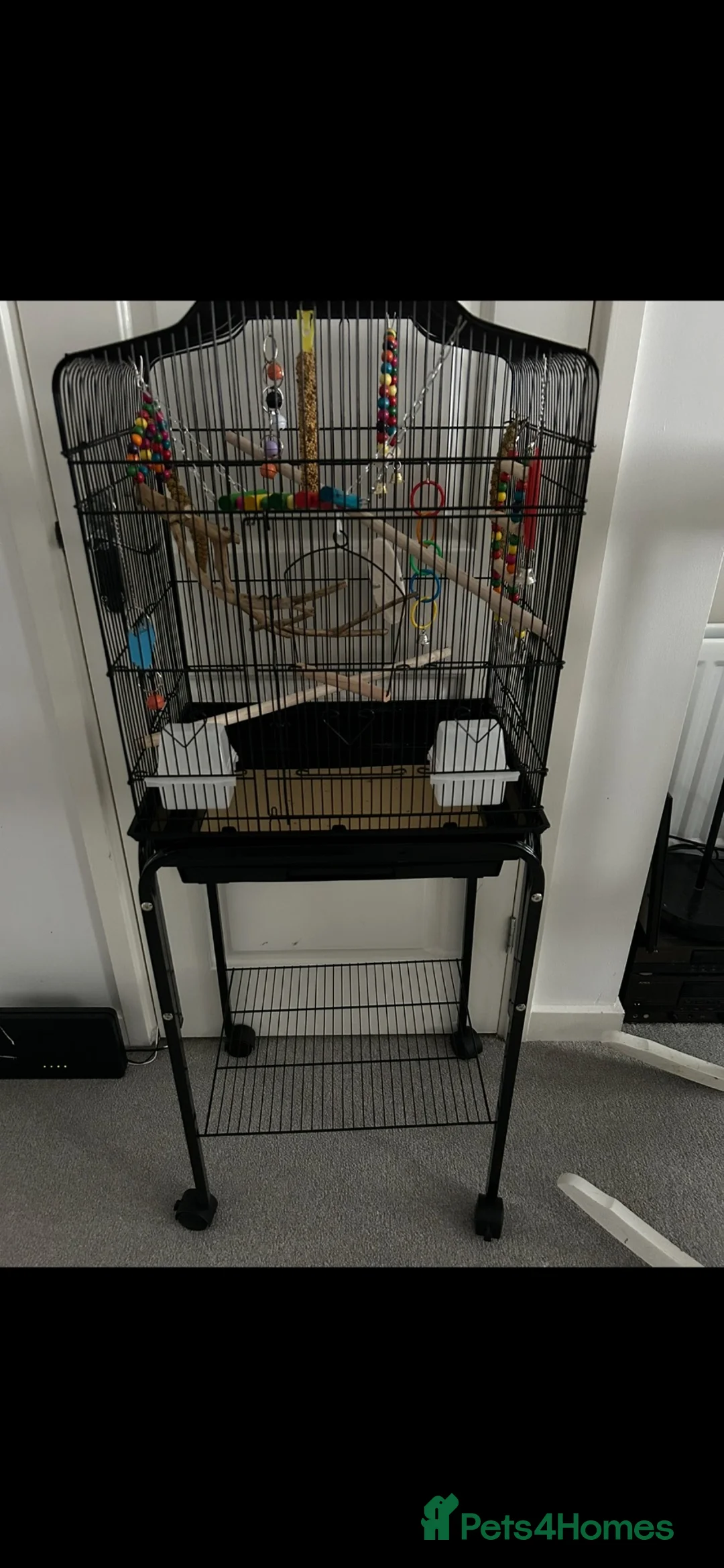 Budgerigars birds for sale: Pied budgie - Advert 4