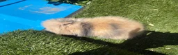 Lionhead rabbits for sale: Double Main Lionhead Bunnies - Boys & Girls - Advert 8