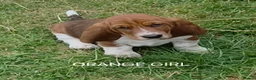 Basset Hound dogs for sale: KC BASSET HOUND PUPPIES  - Advert 25