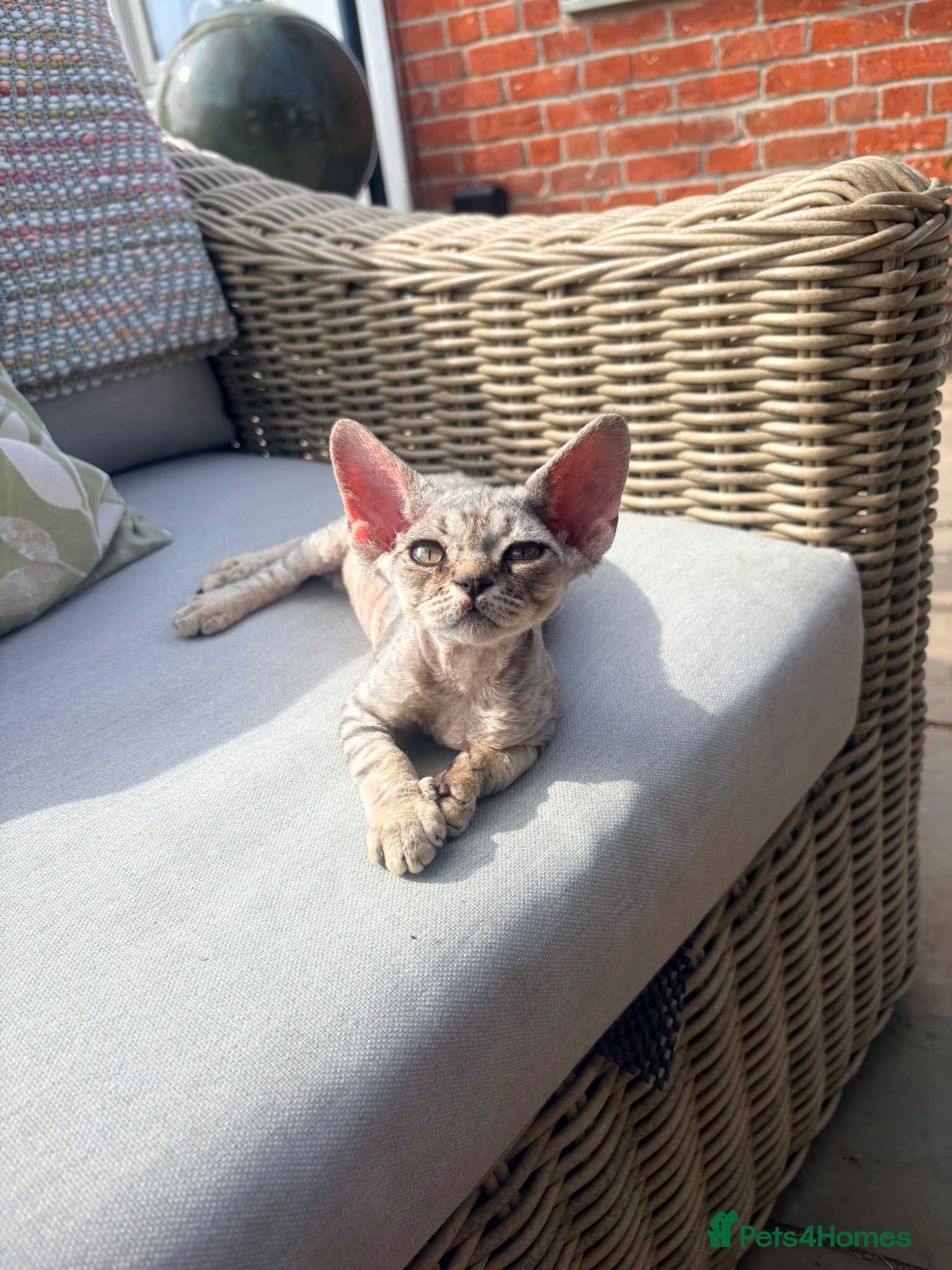 Devon Rex cats Stunning Affectionate Devon Rex Kittens  - Advert 1