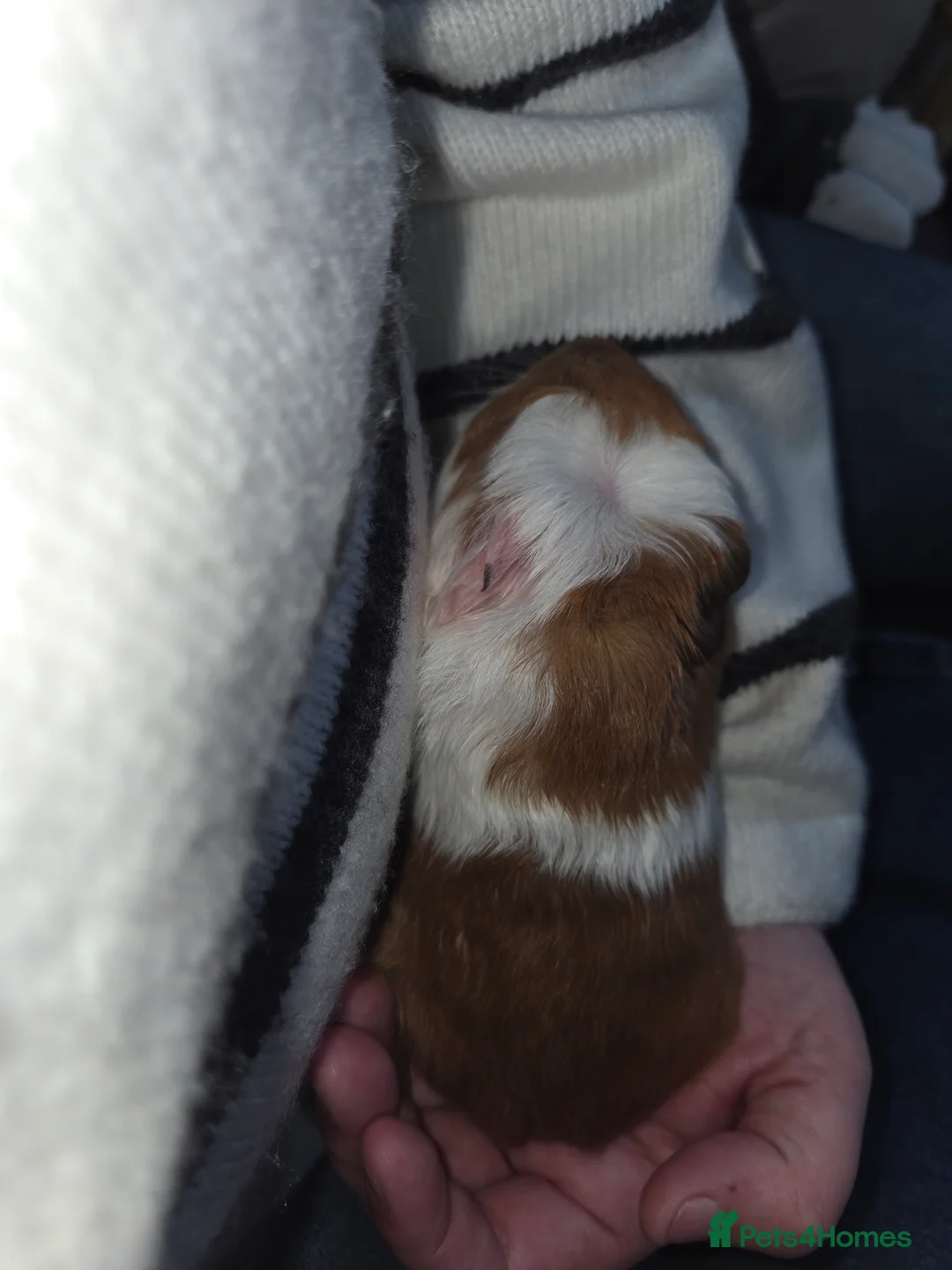 Guinea Pig rodents for sale: Boy guinea pig  - Advert 2