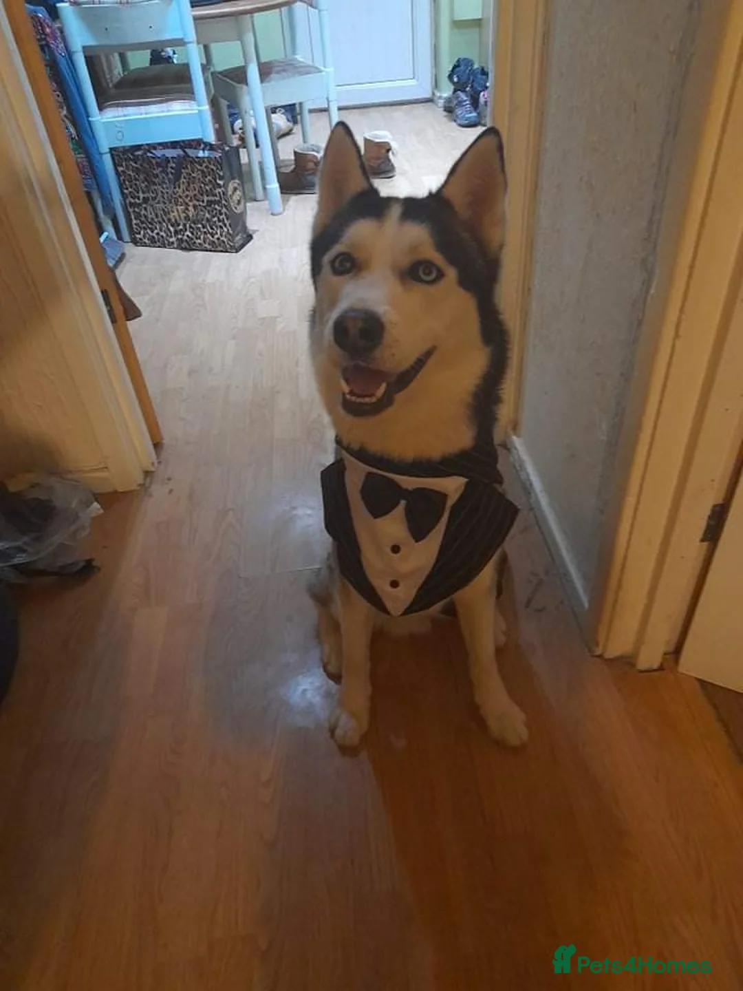 Siberian Husky dogs for stud: BLUE EYED HUSKY FOR STUD in Doncaster - Advert 6